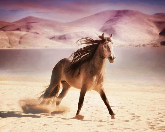 PHOTOWALL / Running in the Sand (e324964)