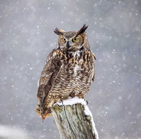 PHOTOWALL / Great Horned Owl (e324997)