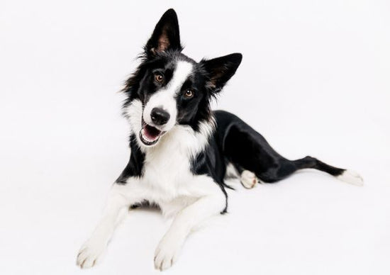 PHOTOWALL / Border Collie on White Background (e325003)