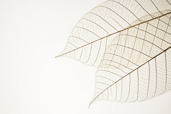 PHOTOWALL / Two Leaf Veins (e327801)