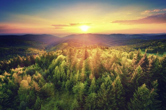 PHOTOWALL / Sunset Over the Forest (e327804)