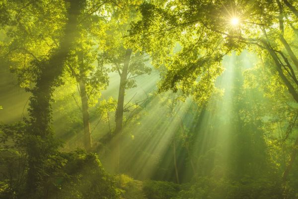 PHOTOWALL / Green Forest Sunlight (e327812)