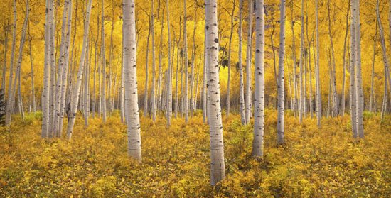 PHOTOWALL / Aspen Tree Forest (e327825)