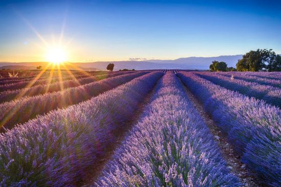 PHOTOWALL / Blooming Lavender Flowers (e327840)