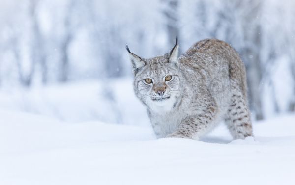 PHOTOWALL / Eurasian Lynx (e325044)