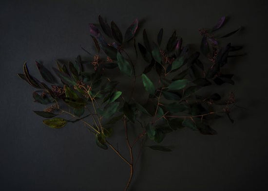 PHOTOWALL / Eucalyptus and Berries (e327735)
