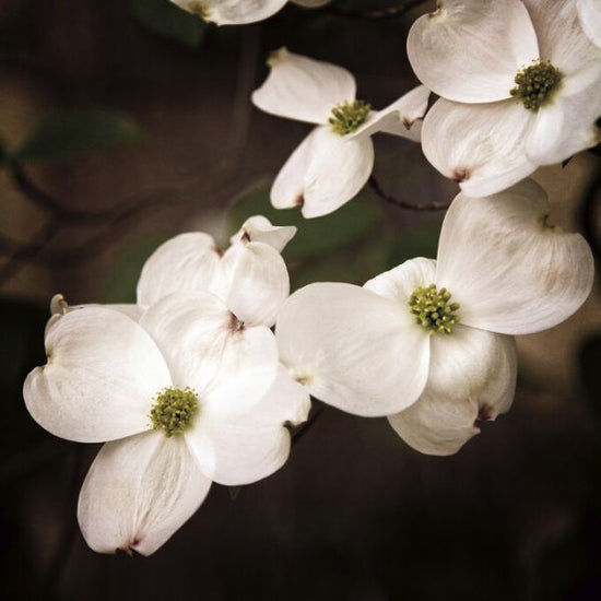 PHOTOWALL / White Dogwood (e325806)