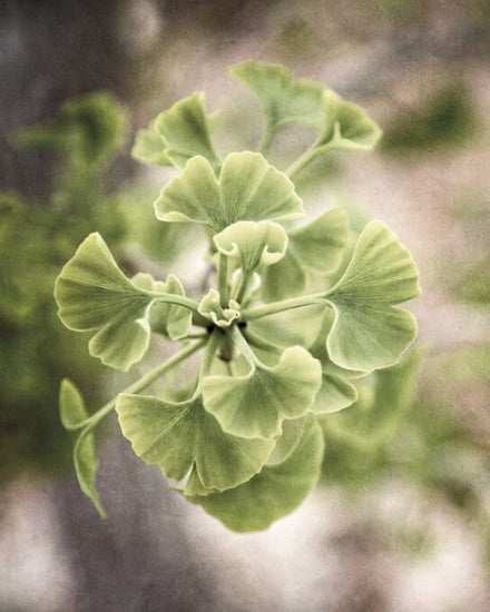 PHOTOWALL / Sprouting Ginkgo (e325807)