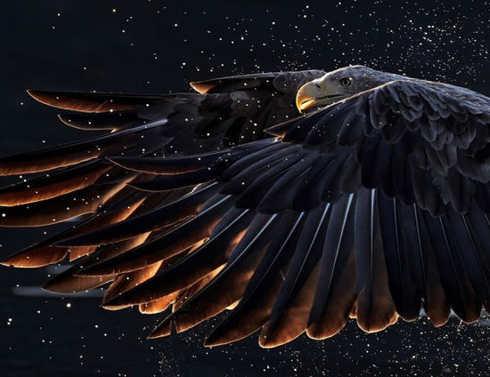 PHOTOWALL / White Tailed Eagle (e327024)