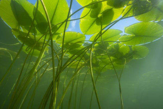 PHOTOWALL / Yellow Water Lily (e327025)