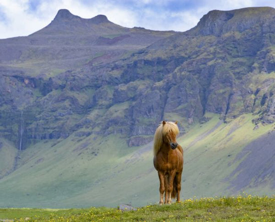 PHOTOWALL / Horse in Grassland (e327030)