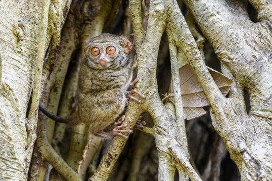PHOTOWALL / Spectral Tarsier (e327031)
