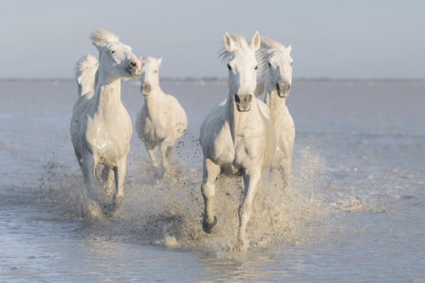 PHOTOWALL / Horses (e327081) | 輸入壁紙専門店 WALPA – WALPA.jp
