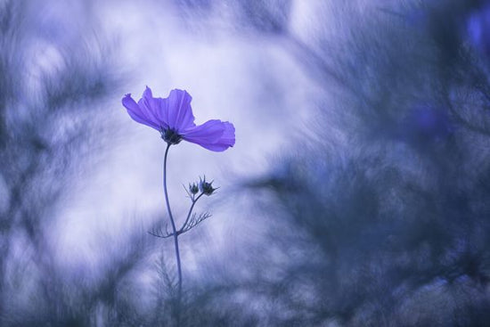 PHOTOWALL / Blue Dream (e327086)