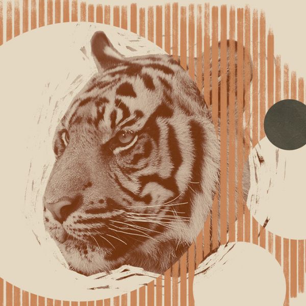 PHOTOWALL / Pop Art Tiger II (e327156)