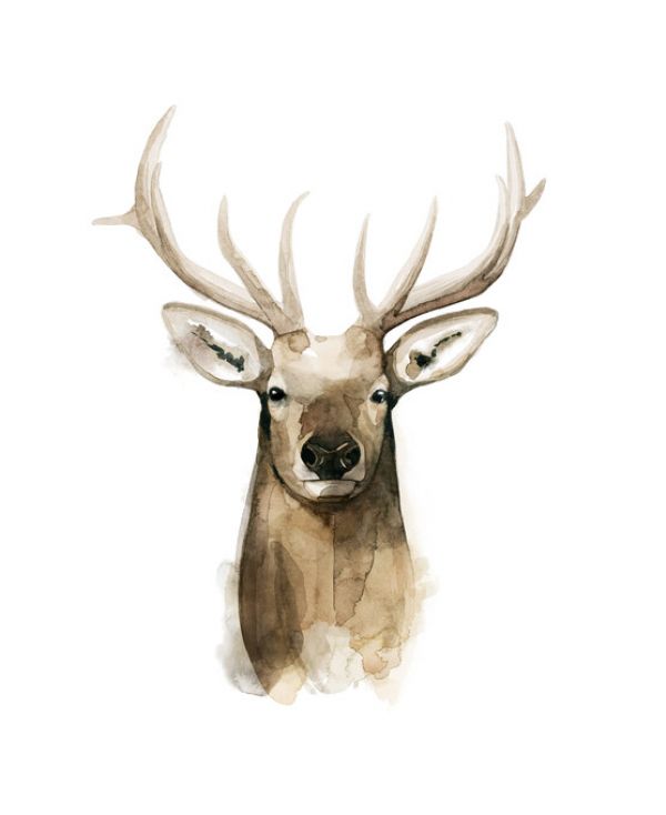 PHOTOWALL / Watercolor Elk Portrait I (e327172)