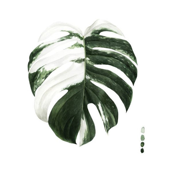 PHOTOWALL / Variegated Monstera II (e327235)