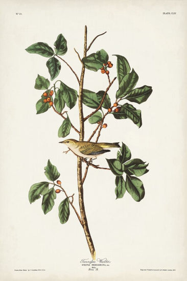 PHOTOWALL / Tenessee Warbler (e327250)