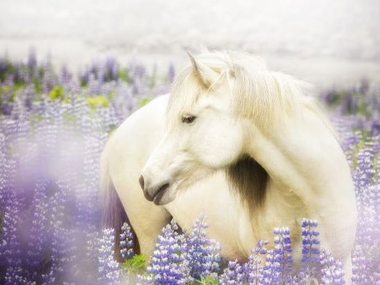 PHOTOWALL / Horse in Lavender III (e327329)