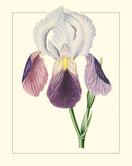 PHOTOWALL / Purple Irises I (e327410)