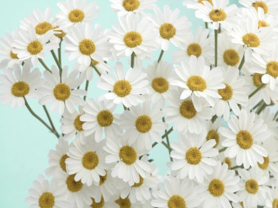 PHOTOWALL / Daisy Love III (e327414)