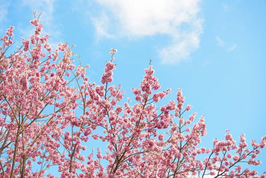 PHOTOWALL / Japan Rising Sun - Cherry Blossoms (e328555)