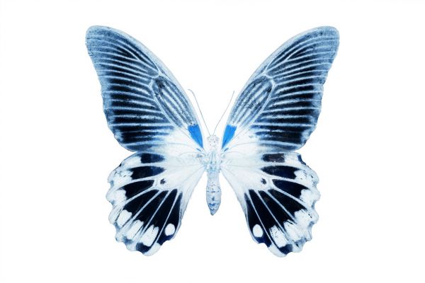 PHOTOWALL / Miss Butterfly X-Ray - Agenor (e328558)