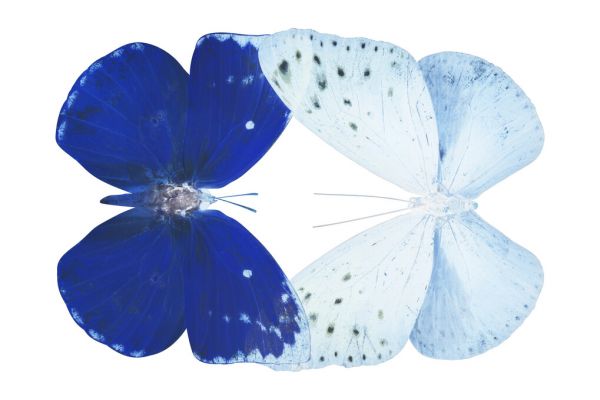 PHOTOWALL / Miss Butterfly X-Ray - Duo Catoploea (e328559)