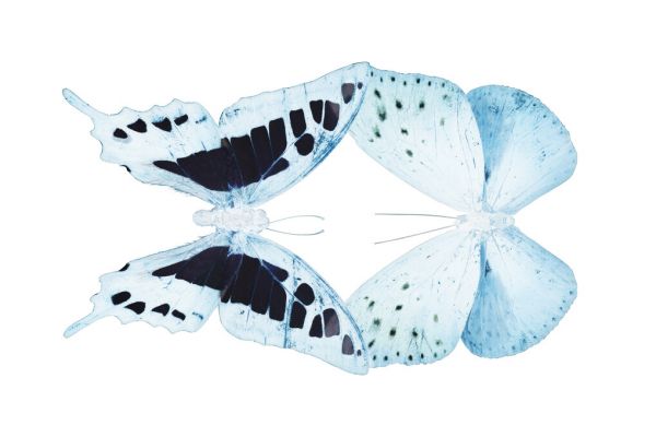 PHOTOWALL / Miss Butterfly X-Ray - Duo Cloanthaea (e328560)