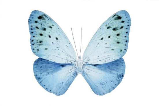 PHOTOWALL / Miss Butterfly X-Ray - Euploea (e328561)