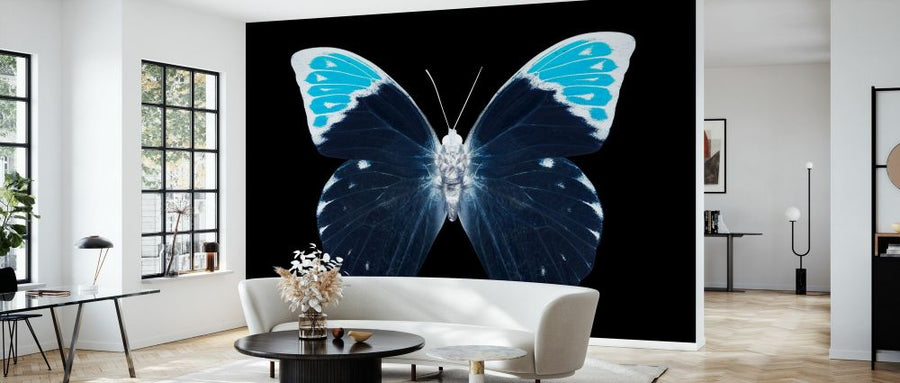 PHOTOWALL / Miss Butterfly X-Ray - Hebomoia (e328564)