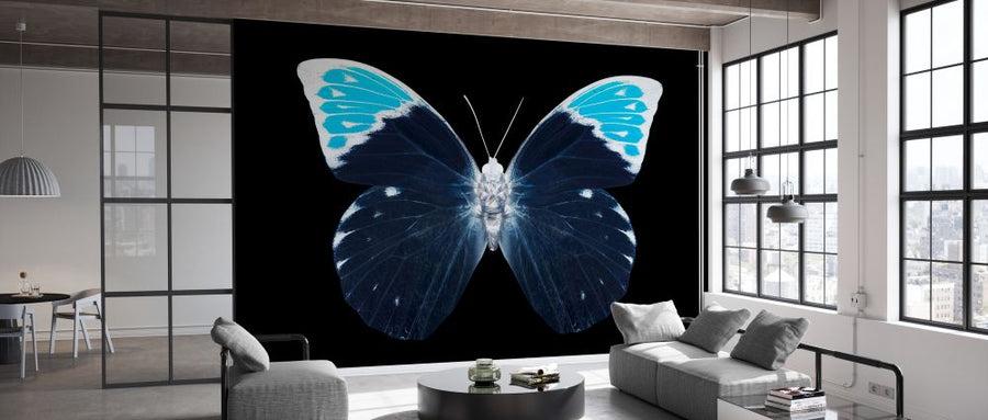 PHOTOWALL / Miss Butterfly X-Ray - Hebomoia (e328564)