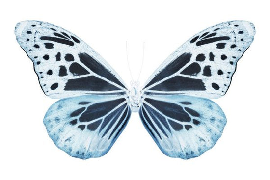 PHOTOWALL / Miss Butterfly X-Ray - Melaneus (e328565)