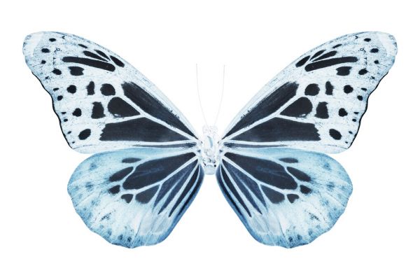 PHOTOWALL / Miss Butterfly X-Ray - Melaneus (e328565)