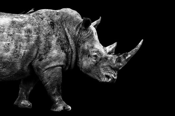 PHOTOWALL / Safari Profile - Rhino (e328578)