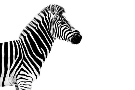 PHOTOWALL / Safari Profile - Zebra (e328580)