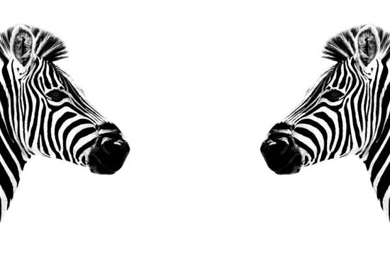 PHOTOWALL / Safari Profile - Zebras Face to Face (e328582)