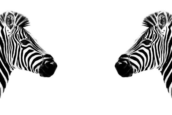 PHOTOWALL / Safari Profile - Zebras Face to Face (e328582)