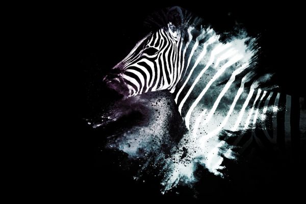 PHOTOWALL / Wild Explosion - The Zebra (e328600)