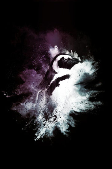 PHOTOWALL / Wild Explosion - The Pinguin (e328607)