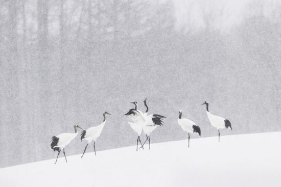 PHOTOWALL / Japanese Cranes (e328182)