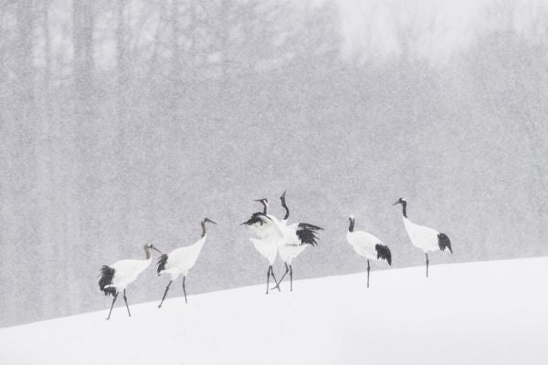 PHOTOWALL / Japanese Cranes (e328182)