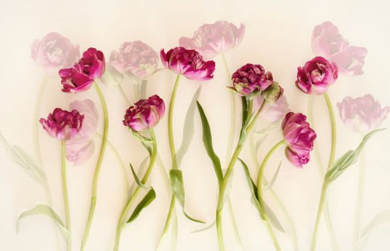 PHOTOWALL / Tulips (e328507)