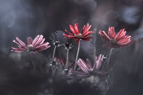 PHOTOWALL / Flowers of Good (e328512)