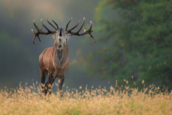 PHOTOWALL / Deer Wedding Song (e328514)