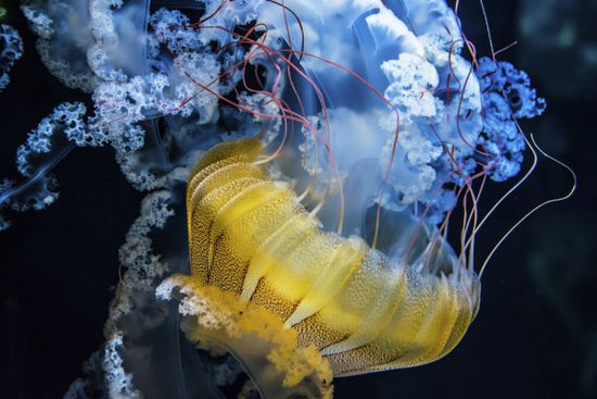 PHOTOWALL / Underwater Dancer (e328519)