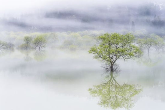 PHOTOWALL / Dreamy Tree (e328529)