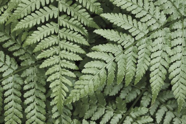 PHOTOWALL / Lady Ferns (e327940) | 輸入壁紙専門店 WALPA