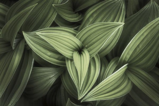 PHOTOWALL / Corn Lily (e327941)