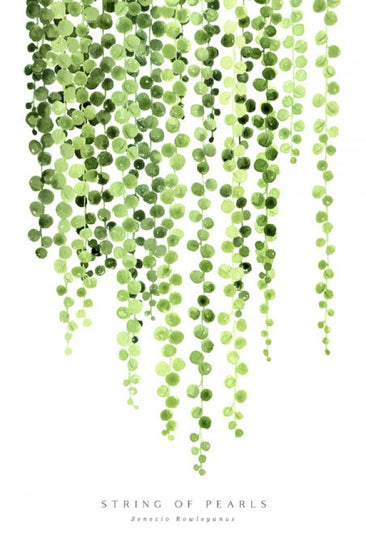 PHOTOWALL / String of Pearls (e325786)